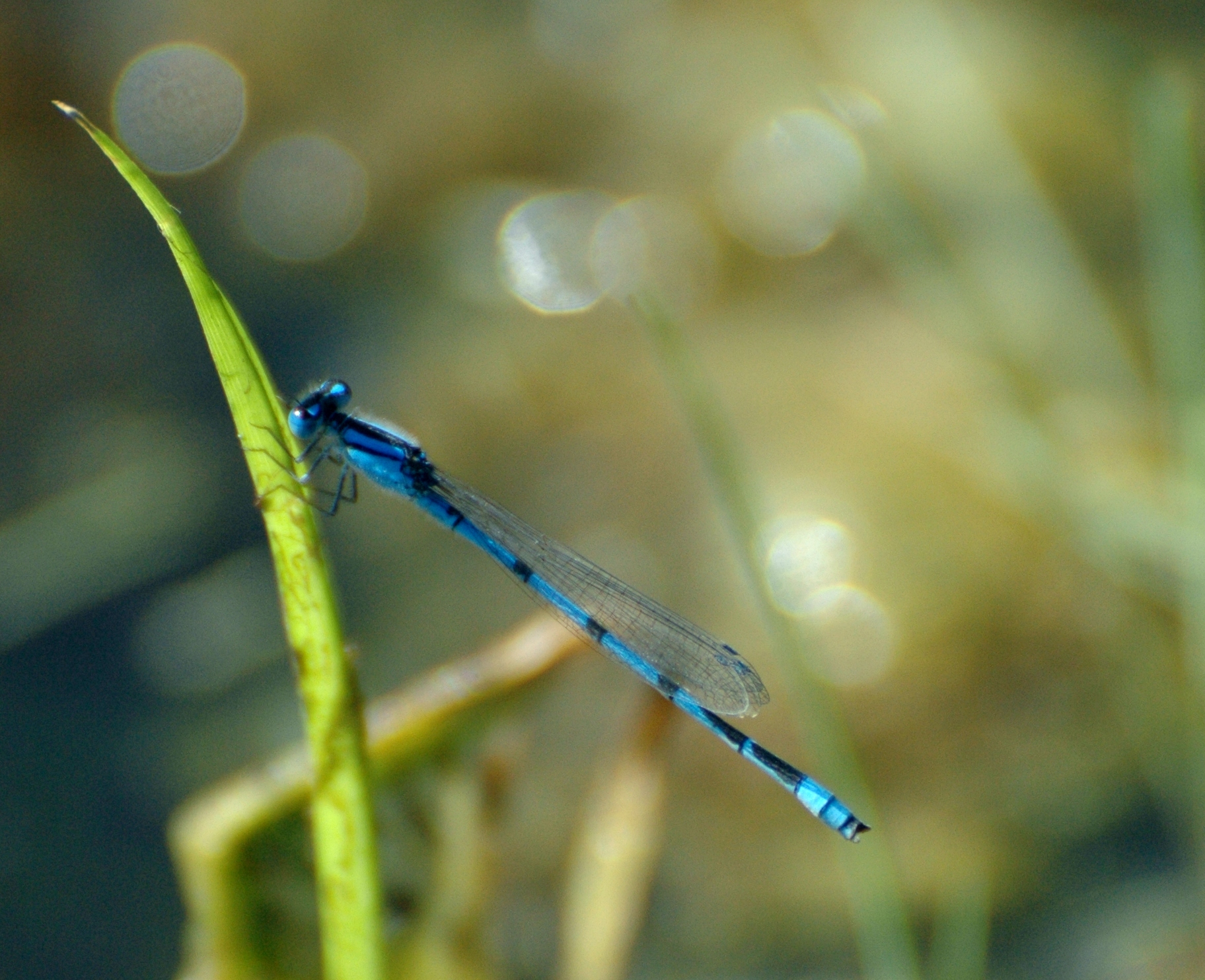 light blue flying bug